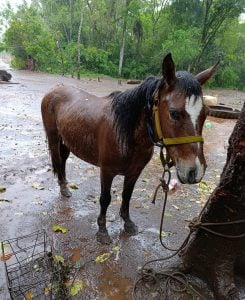 Detuvieron a un joven y recuperaron a “Coqueto”, un caballo robado en San Ignacio imagen-8