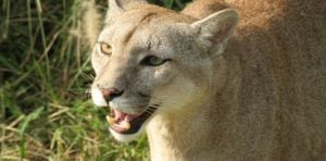 Vecinos alertaron por la presencia de un puma en el barrio Pelerín de Posadas imagen-4