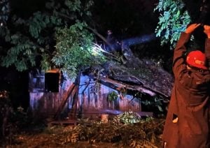 Un árbol cayó sobre una casa en Oberá: no hubo personas lesionadas imagen-5