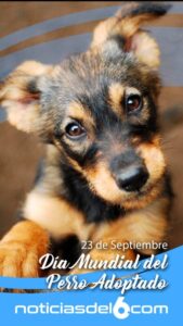 El impacto de la adopción animal en Argentina, datos que sorprenden imagen-1