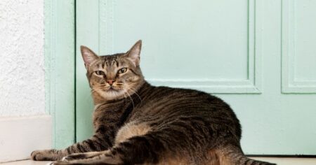 Jaume Fatjó, experto en veterinaria: “Sacar a los gatos a pasear a la calle con correa puede ser un problema” imagen-15