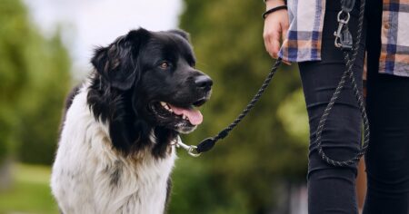 Aarón Sánchez, experto canino: “Premiar a tu cachorro cada vez que hace pis en la calle es absurdo y no vale para nada” imagen-21