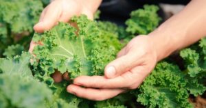 La verdura de hoja verde con más vitamina C que la naranja y más calcio que la leche imagen-4