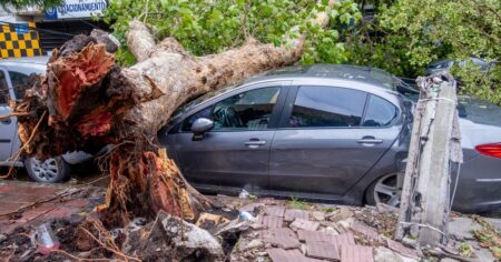 Árboles caídos y zonas anegadas por el temporal en Mar del Plata: piden a los vecinos que no salgan de sus casas imagen-11
