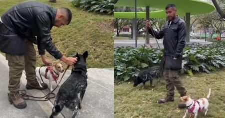 Baruch Correa, entrenador canino: “Si tu perro te monta constantemente quiere decir que necesita más actividad para liberar estrés” imagen-16
