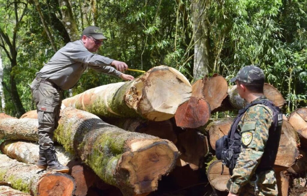 El Soberbio: operativo ambiental ante denuncias de tala no autorizada de madera nativa imagen-4