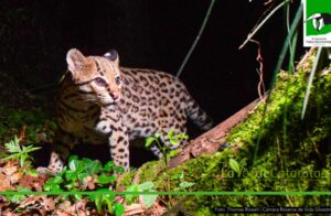 “Huellita”, la ocelote que convirtió a Misiones en referente mundial de longevidad animal imagen-3