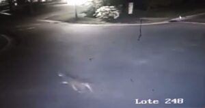 Aparecieron nuevas imágenes del puma en Pilar del Este imagen-2