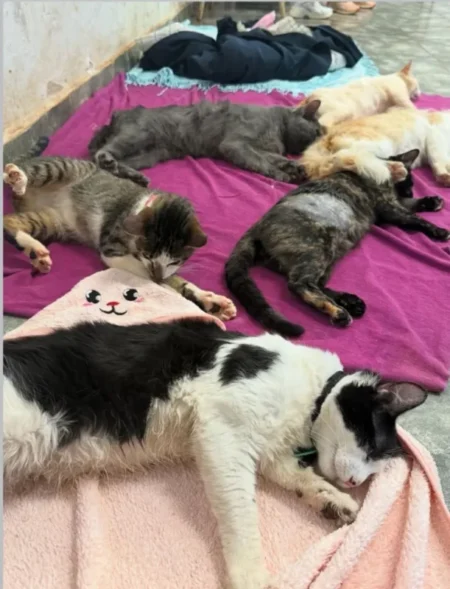 Con casi 700 castraciones, Tu mascota es familia refuerza su labor imagen-11