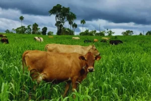 Lechería: recomendaciones a productores misioneros para el uso de pasturas adaptadas imagen-2