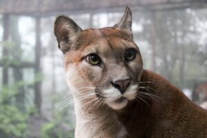 Alerta en Posadas por posible avistamiento de un puma en barrio posadeño imagen-1