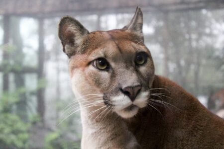 Alerta en Posadas por posible avistamiento de un puma en barrio posadeño imagen-11