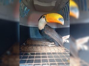Rescataron un tucán herido que estaba en una aldea guaraní de San Vicente imagen-3