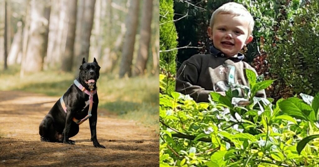 Un perro fuera de control, un niño atacado y dos padres condenados: "La mala acción debe ser castigada" imagen-93