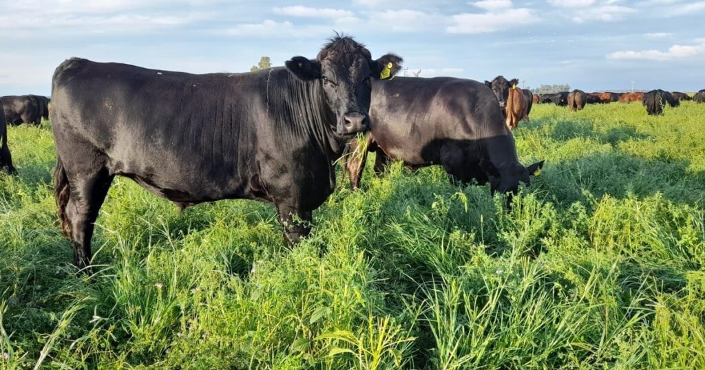 Un descubrimiento clave para la producción de alfalfa imagen-5