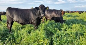 Un descubrimiento clave para la producción de alfalfa imagen-2