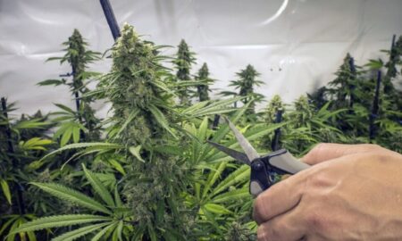 Recuerdan normativa para cultivo de cannabis con fines medicinales imagen-10