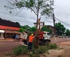 Eldorado fortalece el cuidado del arbolado urbano con más de 20 intervenciones en la primera semana de octubre imagen-73