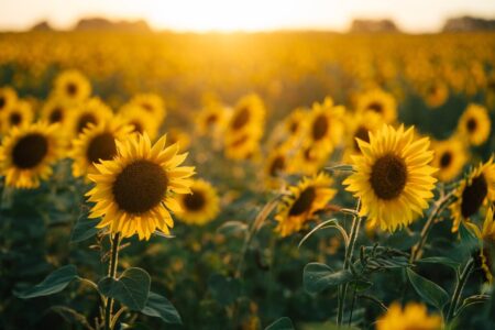 Cultivo con futuro: por qué 24.000 hectáreas con girasol Cultivo con futuro: por qué 24.000 hectáreas con girasol imagen-11