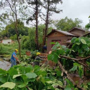 Fuertes lluvias provocaron la caída de árboles en varias zonas de Eldorado: el personal municipal trabaja despejando calles y asistiendo a vecinos imagen-1