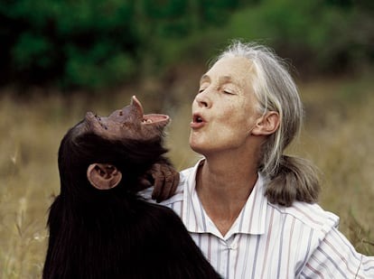 Murió Jane Goodall, reconocida primatóloga: «Misiones te agradece de corazón. Tu legado vivirá por siempre», expresó Passalacqua imagen-6