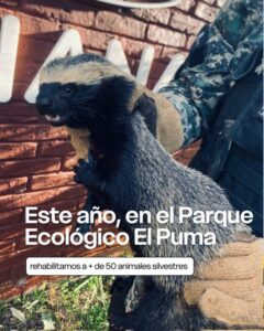 En 2025, el Parque Ecológico El Puma superó sus propios récords En 2025, el Parque Ecológico El Puma superó sus propios récords imagen-1