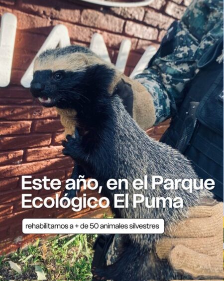En 2025, el Parque Ecológico El Puma superó sus propios récords imagen-6