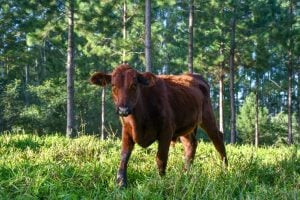 COP30 en Brasil | Misiones buscará priorizar financiamiento para acciones de adaptación al Cambio Climático y mercado de carbono voluntario COP30 en Brasil | Misiones buscará priorizar financiamiento para acciones de adaptación al Cambio Climático y mercado de carbono voluntario imagen-9