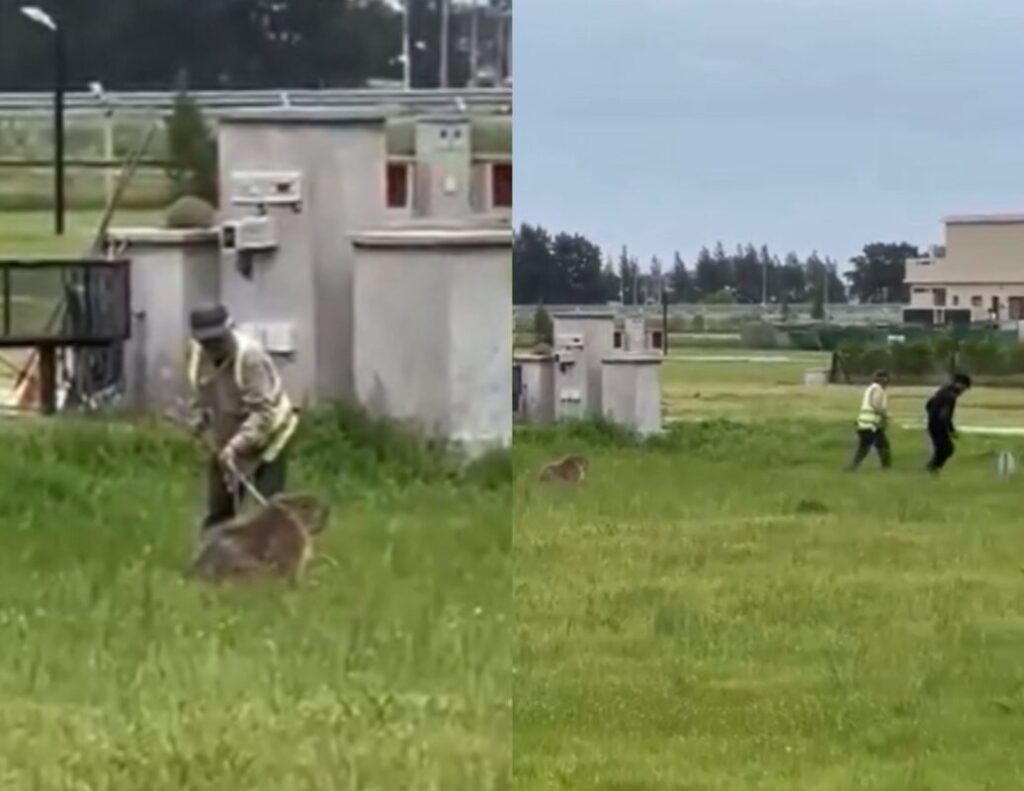 Atacaron a golpes a un carpincho en un barrio privado: quedó en estado crítico imagen-4