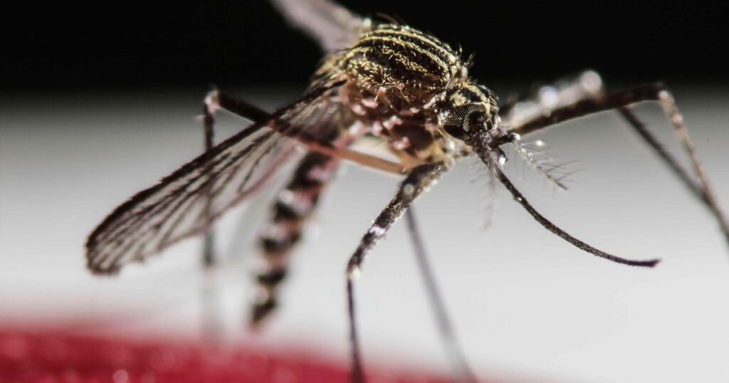 Es oficial: Nueva York reporta transmisión local de chikunguña por primera vez en seis años y activa vigilancia en salud Es oficial: Nueva York reporta transmisión local de chikunguña por primera vez en seis años y activa vigilancia en salud imagen-5