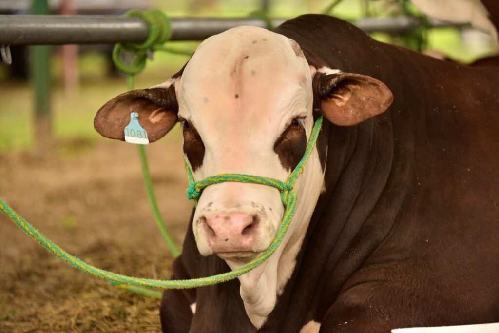 “Algo impensado hace 15 años”: las vacas que salieron a conquistar todos los rincones del país imagen-95