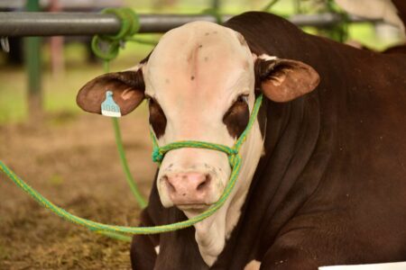 “Algo impensado hace 15 años”: las vacas que salieron a conquistar todos los rincones del país imagen-10