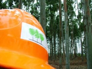 Entre Ríos se prepara para las 39° Jornadas Forestales del INTA y AIANER: un encuentro anual con expertos en Silvicultura, Industria y Economía imagen-4