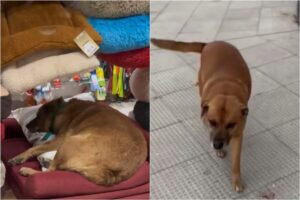 Estaba por cerrar la veterinaria para irse a su casa cuando vio que adentro había alguien más imagen-3