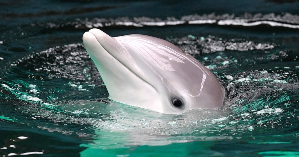 Científicos detectan daños cerebrales similares al Alzheimer en delfines imagen-96