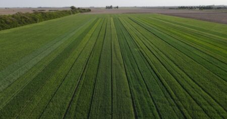 «Nunca vi una campaña con este nivel»: desde el INTA aseguran que los rindes de trigo serán históricos "Nunca vi una campaña con este nivel": desde el INTA aseguran que los rindes de trigo serán históricos imagen-7