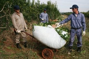 El gobernador Hugo Passalacqua anunció la aprobación del programa intercosecha para el sector tarefero, con inicio de pagos en octubre El gobernador Hugo Passalacqua anunció la aprobación del programa intercosecha para el sector tarefero, con inicio de pagos en octubre imagen-4