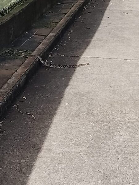 Reubicaron ejemplares de serpientes hallados en la Biofábrica y en la Costanera de Posadas imagen-18