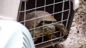 Animales silvestres, víctimas del mascotismo regresaron a la selva misionera imagen-1