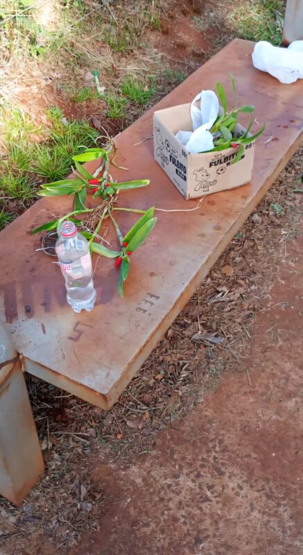 Policía y coleccionista de orquídeas desbarata una estafa millonaria con flores falsas en Apóstoles imagen-11