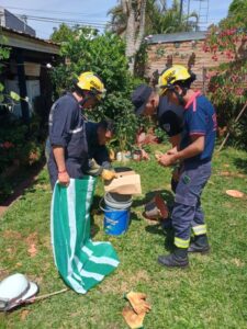 Visitante peligrosa en Apóstoles: la Policía y los Bomberos rescataron una yarará ñata del patio de una vivienda imagen-2