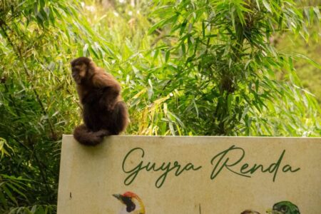 Ecología y la Fundación Ohana liberaron 8 monos Capuchinos rehabilitados imagen-12