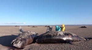 Encontraron más de 20 orcas muertas en Tierra del Fuego: investigan las causas tras descartar lesiones imagen-5