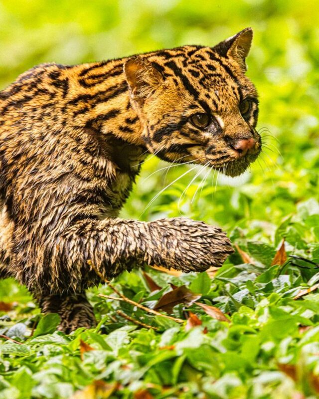 Entregaron muestras biológicas de un ocelote a la Policía de Misiones para entrenamiento de canes Entregaron muestras biológicas de un ocelote a la Policía de Misiones para entrenamiento de canes imagen-4