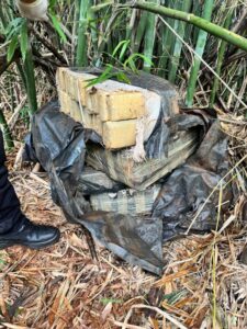 Ocultaban más de 100 kilos de marihuana en un tacuaral: la Policía la halló durante una búsqueda Ocultaban más de 100 kilos de marihuana en un tacuaral: la Policía la halló durante una búsqueda imagen-1