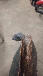 Niños del barrio 1ro de Mayo «pescaron» una tortuga acuática pero luego lo devolvieron al arroyo Niños del barrio 1ro de Mayo «pescaron» una tortuga acuática pero luego lo devolvieron al arroyo imagen-1