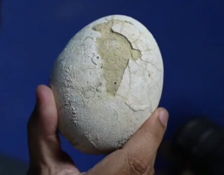 Investigadores del Conicet encontraron un huevo de dinosaurio carnívoro en un excepcional estado de preservación imagen-8