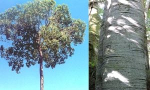 Conocé al árbol yerba caona, una de las especies nativas maderables de la Selva Misionera imagen-7