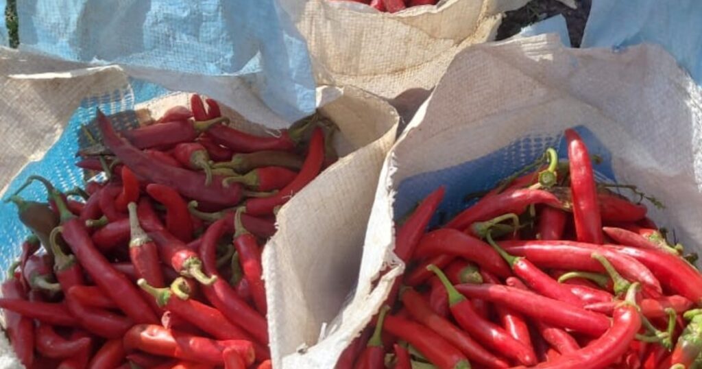 Son referentes de la comida coreana en Buenos Aires y ahora producen su propio ají molido premium en Salta Son referentes de la comida coreana en Buenos Aires y ahora producen su propio ají molido premium en Salta imagen-5