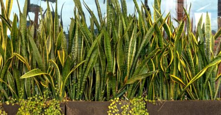 Para qué sirve enterrar un trozo hoja de lengua de suegra o sansevieria y por qué recomiendan hacerlo Para qué sirve enterrar un trozo hoja de lengua de suegra o sansevieria y por qué recomiendan hacerlo imagen-16